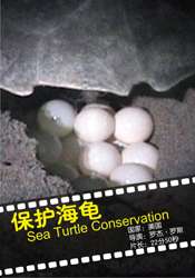 保护海龟Sea Turtle Conservation